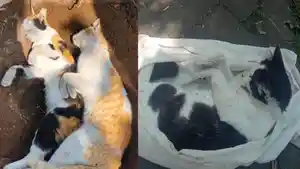 kucing-diracun-sawojajar.jpg