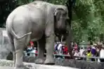 Warga Ramai Kunjungi Taman Margasatwa Ragunan