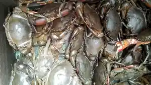 Kepiting-bakau-hasil-tangkapan-nelayan-Aceh-Singkil.jpg