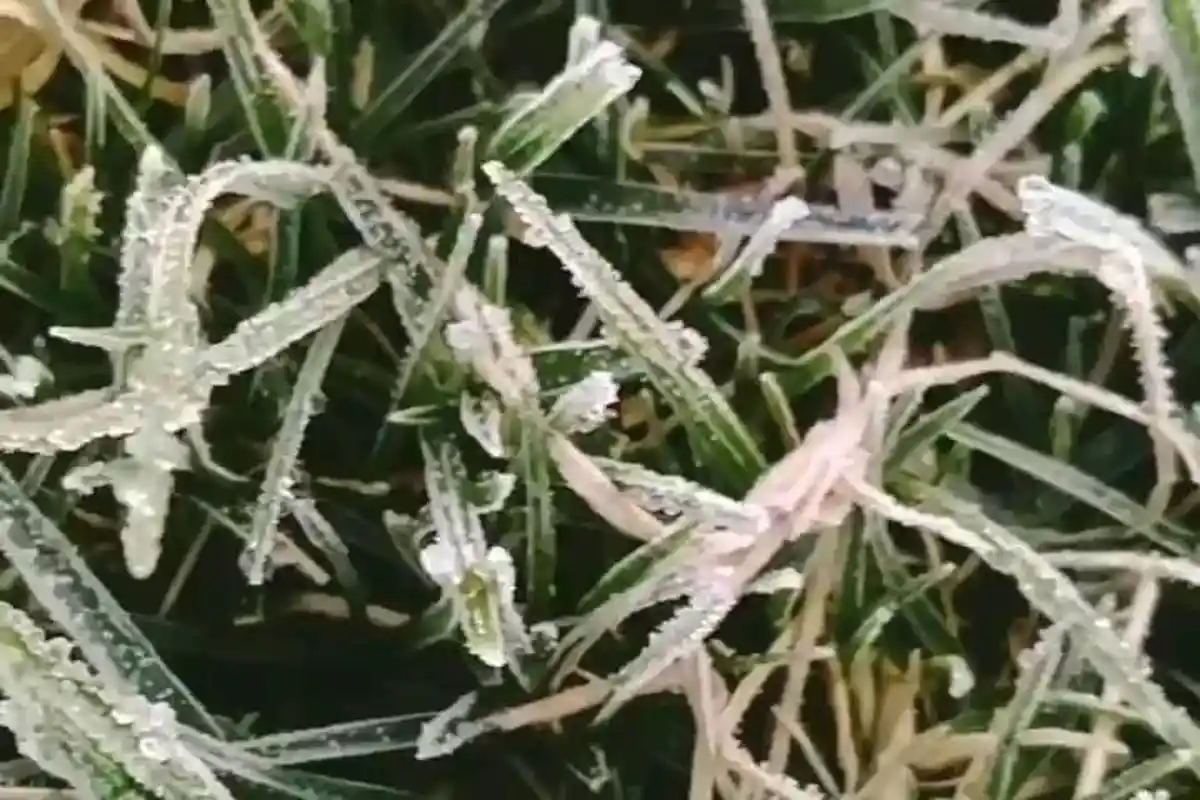 Fenomena Embun Upas di Dataran Tinggi Dieng, Suhu Minus 1 Derajat Celsius, Candi Arjuna Tertutup Es