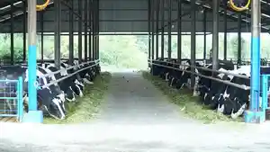 20260609-banyumas-dapat-tambahan-600-sapi-perah-impor-untuk-produksi-susu.jpg