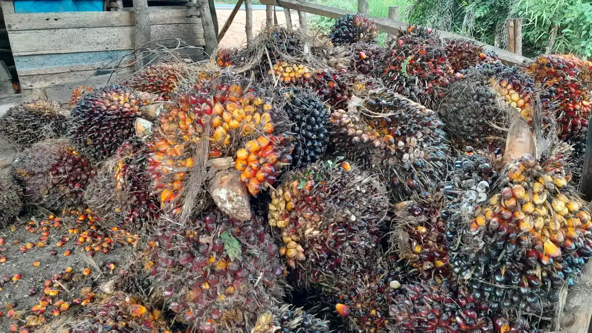 Tak Naik-naik, Harga TBS Sawit Seluma Hari Ini Tertinggi Masih Bertahan Rp 1.200 per Kilogram