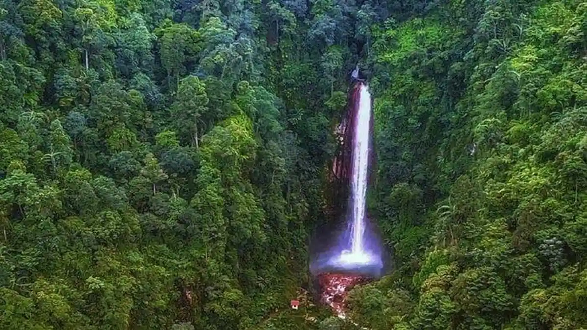 10 Tempat Wisata di Bogor Berhawa Sejuk dan Dingin, Salah Satunya Hutan Pinus