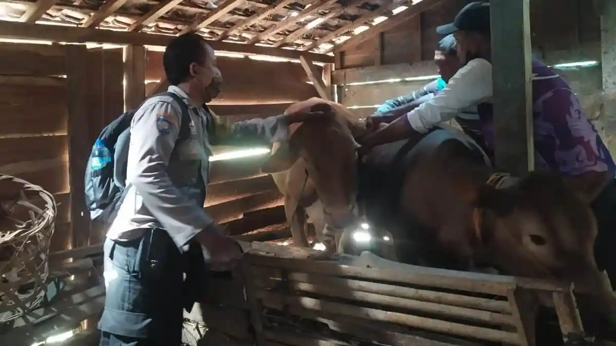 Petugas Gabungan TNI-Polri Kawal Vaksinasi PMK Hewan Ternak di Jiken Blora