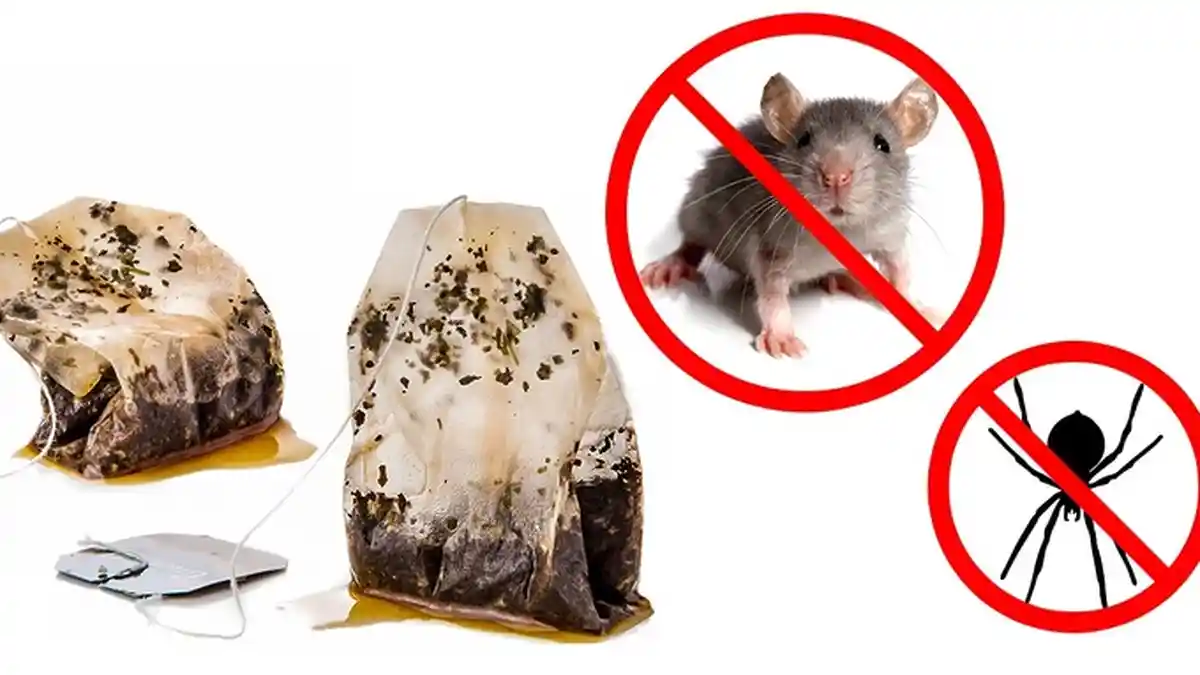 TRIK Memasang Perangkap Tikus yang Benar, Ketahui Faktanya Berikut Ini