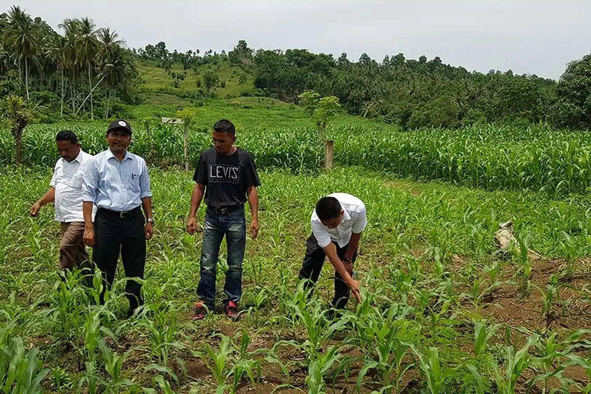 Ini Tiga Kecamatan di Pidie Jaya Jadi Sasaran Pengembangan Lahan Jagung