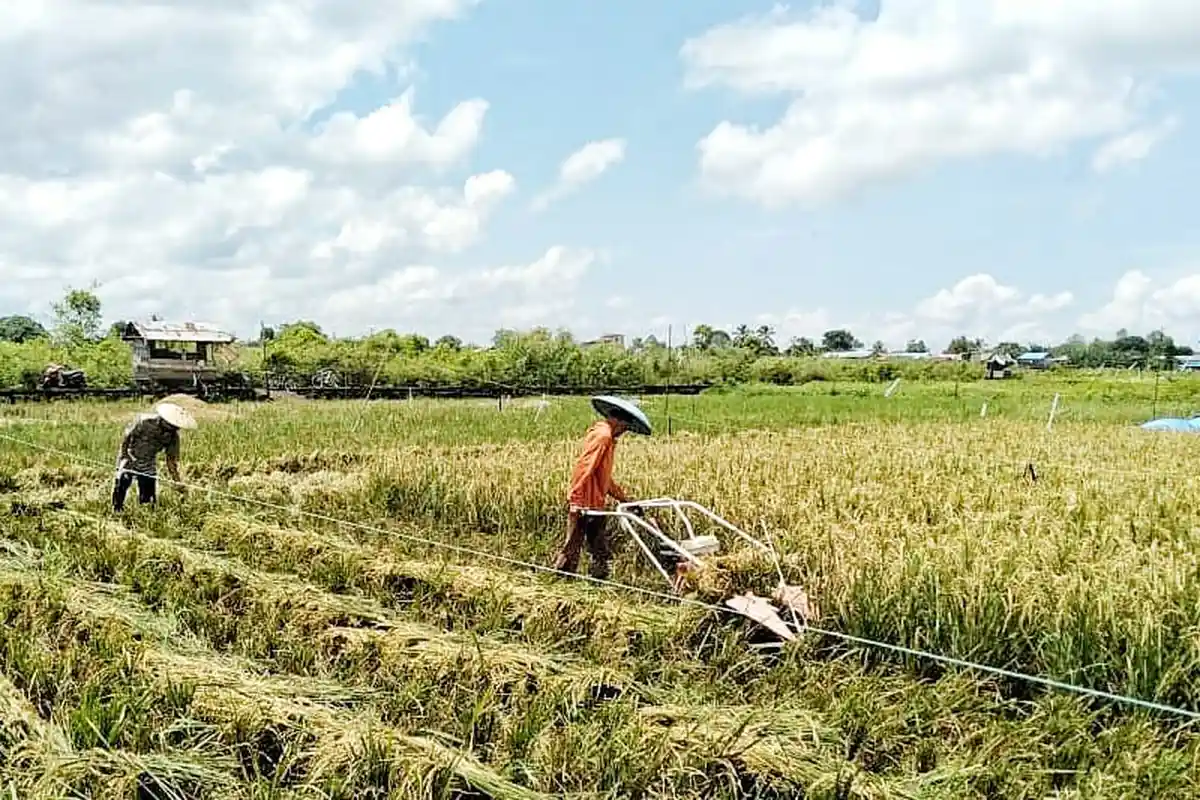 Dukung Perpindahan IKN, Pemprov Kaltim Siapkan 3 Kabupaten Terdekat sebagai Lokasi Food Estate