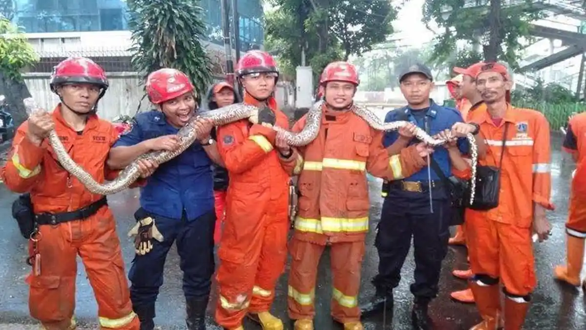 Pengemudi Ojek Temukan Ular Sanca Sepanjang 4 Meter di Kalibata