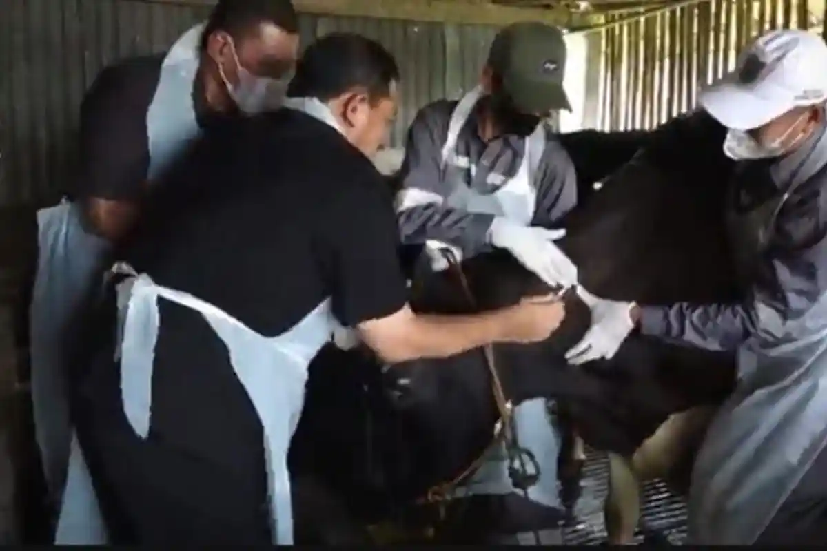 Pemkab Semarang Mulai Vaksinasi PMK, Sentra Sapi Perah di Desa Lerep Ungaran Jadi Lokasi Pertama