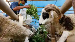 Harga-Kambing-Qurban-2024-Paling-Murah-Berat-25-Kg-Dijual-Rp19-Juta.jpg