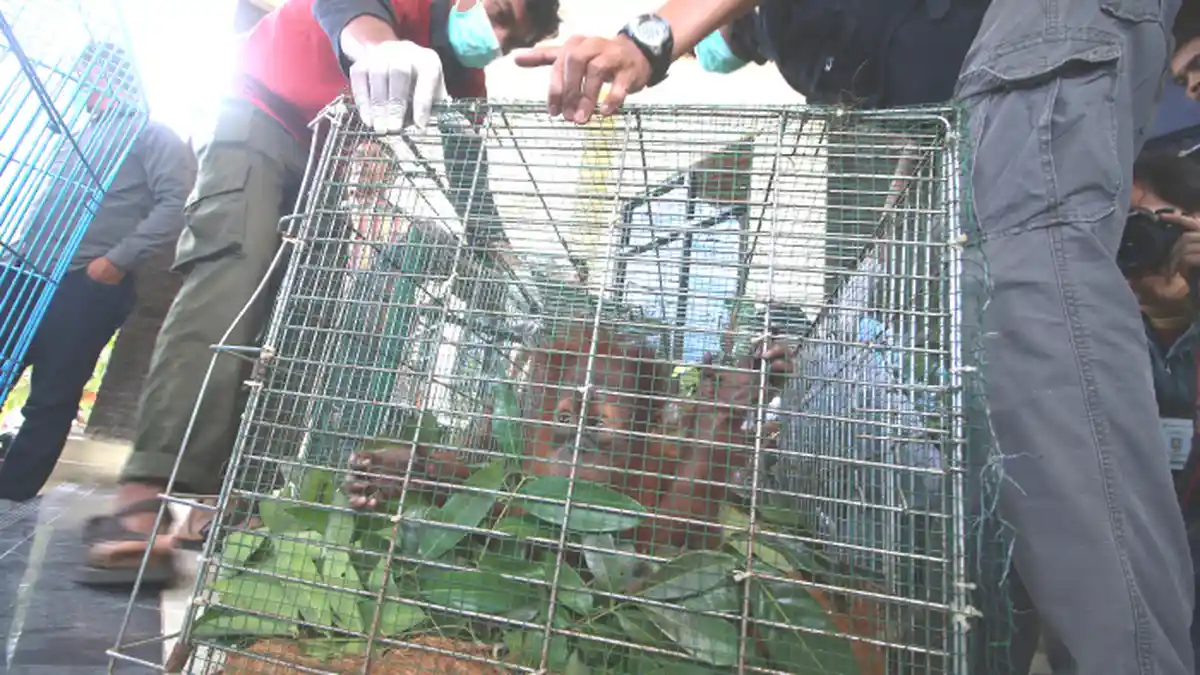 BKSDA Aceh Sita Sejumlah Satwa Dilindungi dari Warga Pegasing, Ada Kukang, Kucing Hutan dan Siamang