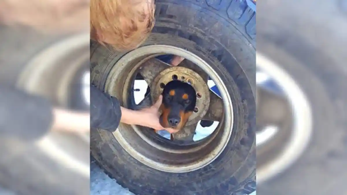 Anak Anjing Kepalanya Terjepit dalam Ban, Lihat yang Dilakukan Para Pemadam Kebakaran!