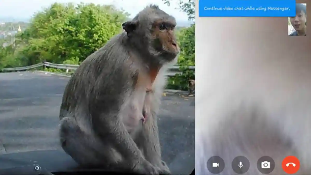 Bikin Ngakak, Usai Curi Ponsel, Monyet Liar ini Lakukan Video Call dengan Pemilik Ponsel