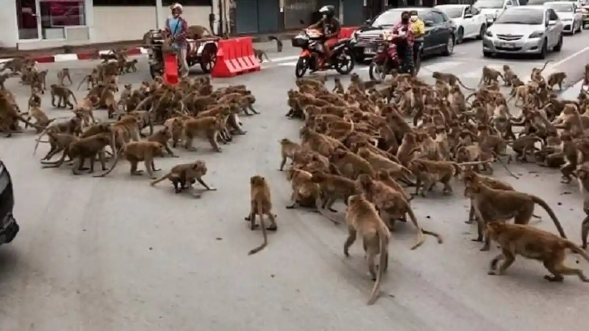 Krisis Makanan saat Pandemi, Geng Monyet Turun ke Jalan Raya di Thailand, Sebabkan Macet