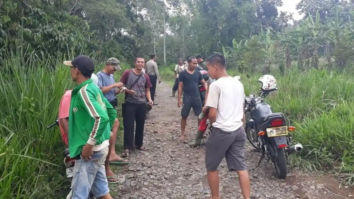 BREAKING NEWS, Siang Ini Ada Warga Pagaralam Lihat 3 Harimau Berkeliaran di Kebun Kopi