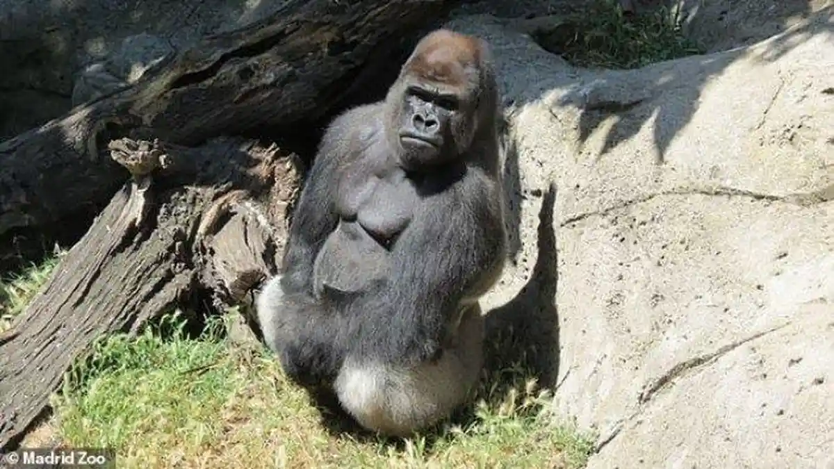 Penjaga Kebun Binatang Diserang Gorilla, Alami Cedera di Lengan, Dada dan Kepala