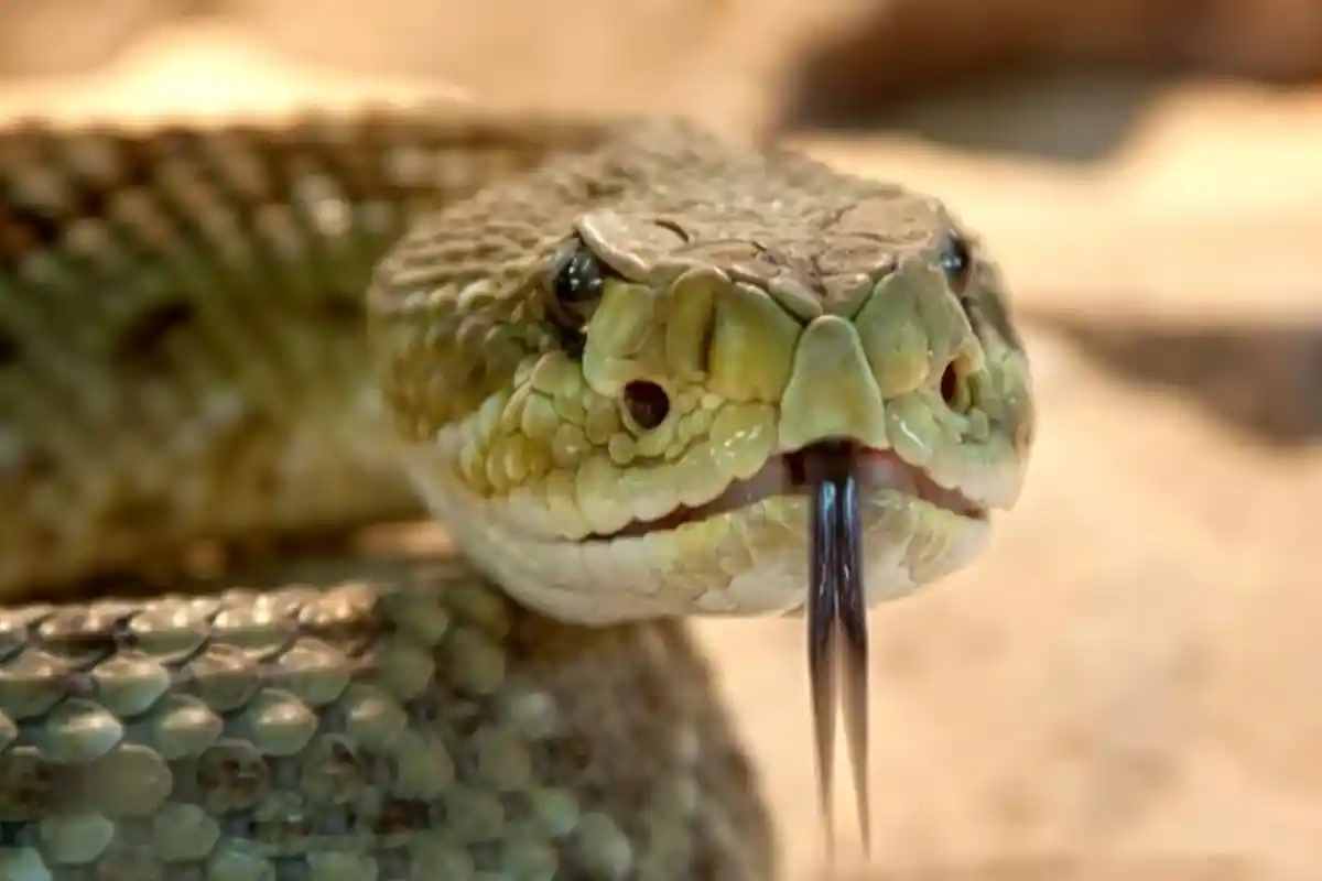 Arti Mimpi Digigit Ular Menurut Pandangan Islam, Pertanda Datangnya Jodoh dan Kemakmuran