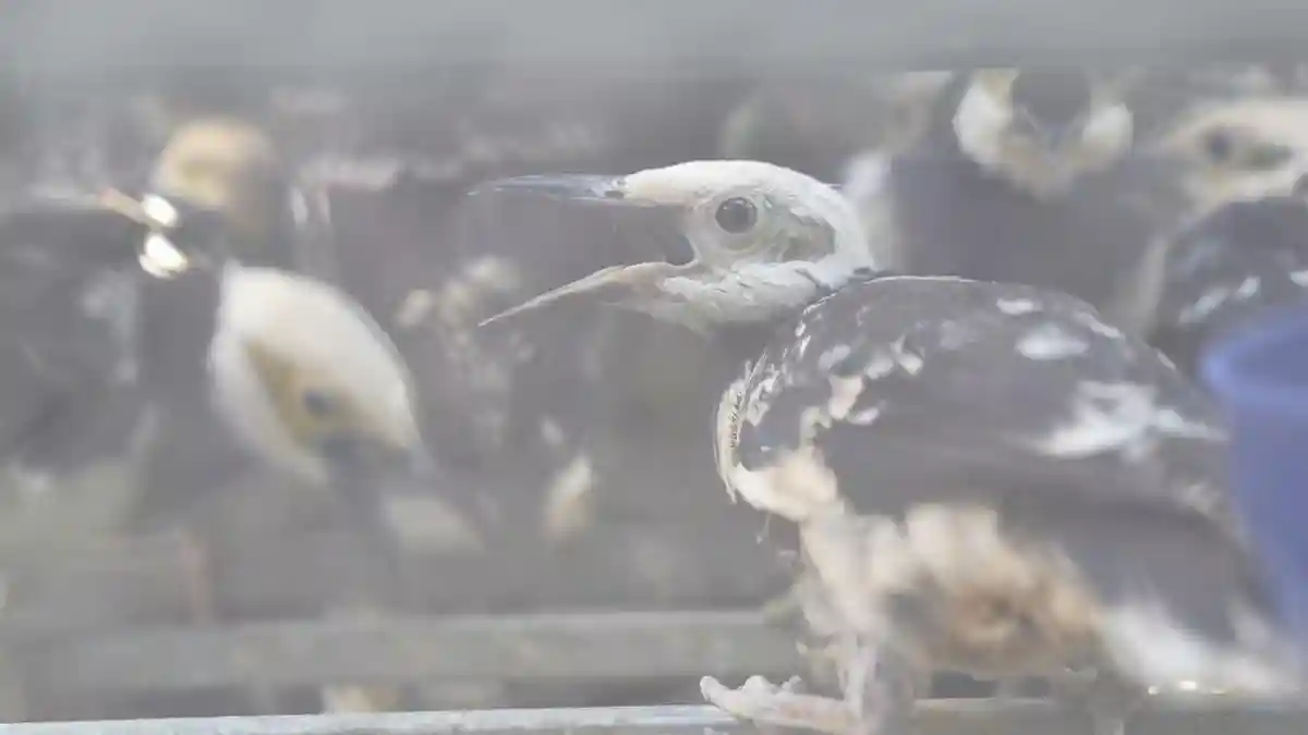 Dua WNA Vietnam Ditangkap di Sidoarjo, Diduga Selundupkan Ribuan Burung Tanpa Karantina
