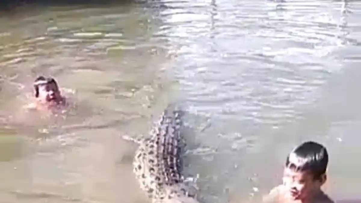 Beredar Video Beberapa Anak Berenang Bersama Buaya di Sungai, Begini Penjelasan Soal Identitas Bocah