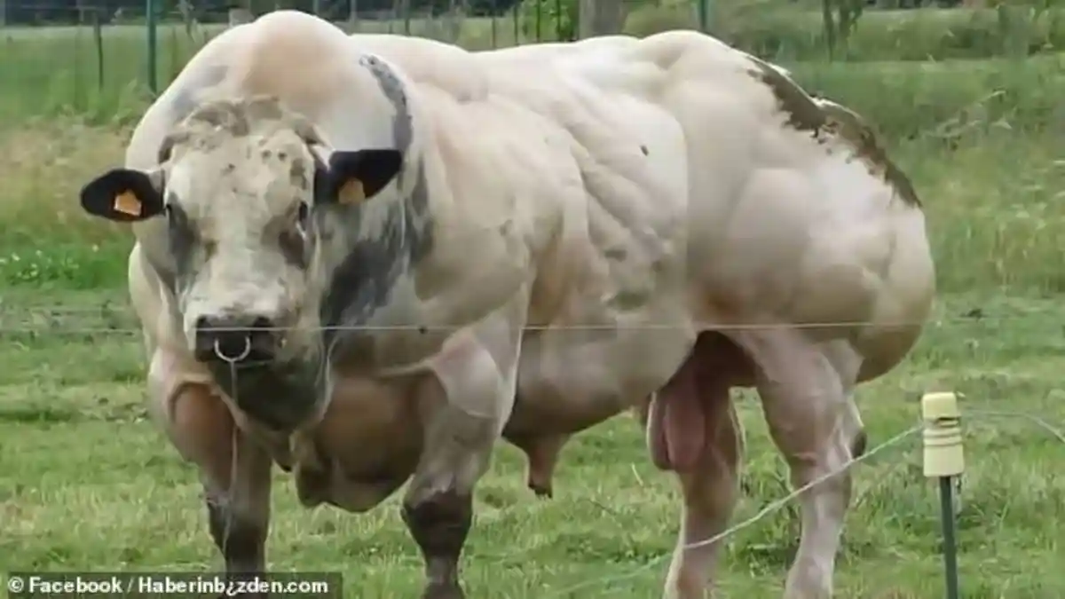Viral Sapi Berotot di Belgia, Diduga Akibat Mutasi Genetika