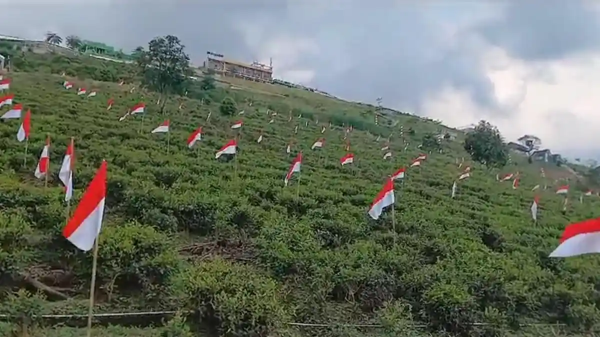 Kawasan Kebun Teh Segorogunung Karanganyar Dihiasi Bendera Merah Putih