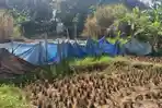 kemarau-cirebon-25.jpg