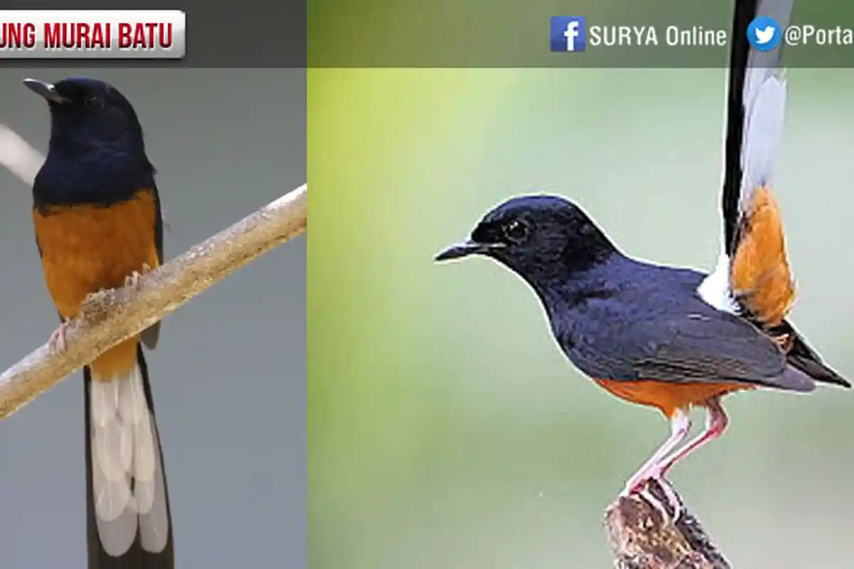 Toko Jual Burung Ocehan Dibobol Maling, Ini Modusnya