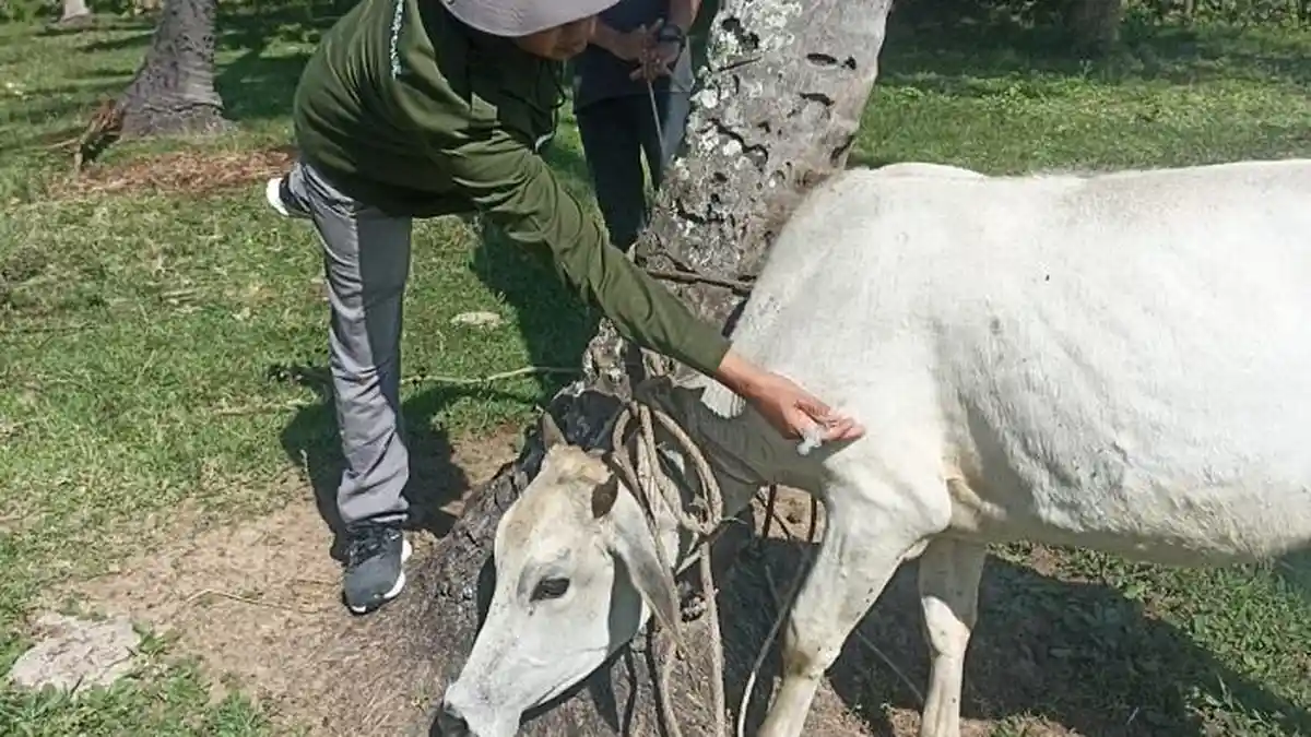 Distan Aceh Besar Vaksinasi 100 Ternak di Kuta Baro dan Ingin Jaya