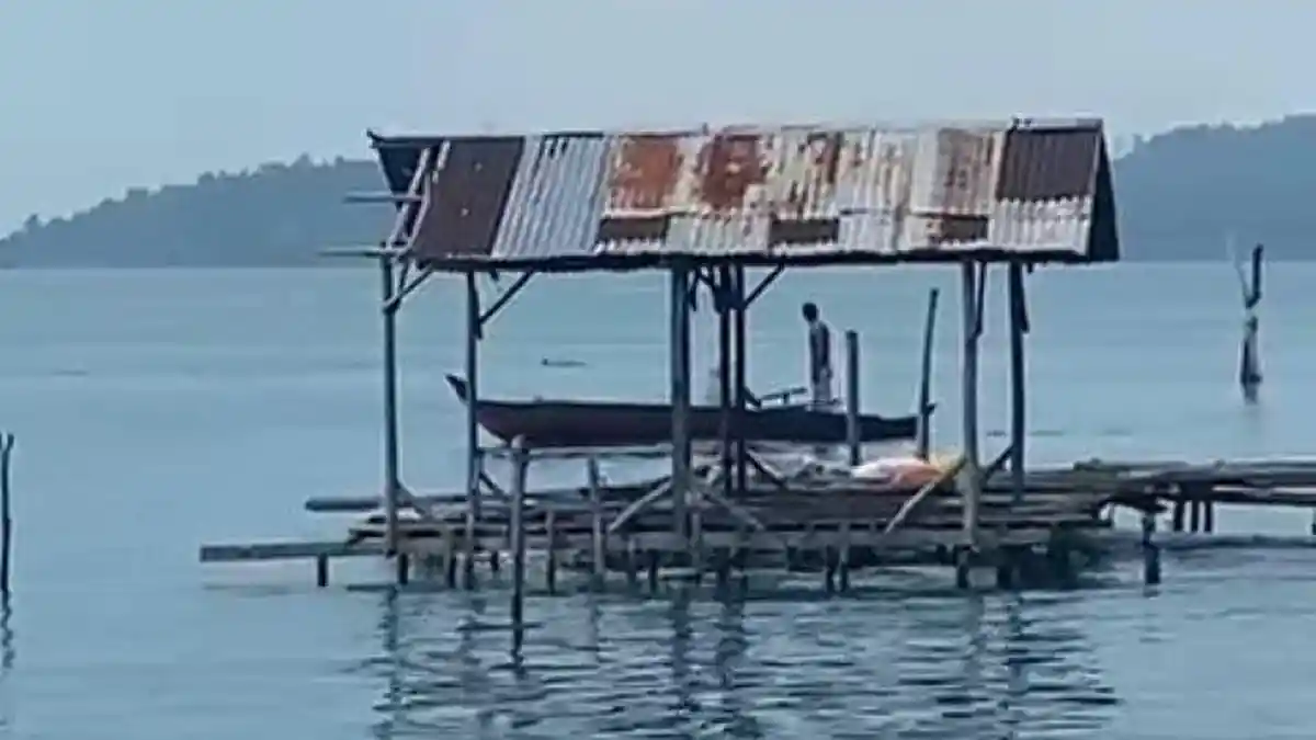 Viral di Karimun Penampakan 2 Lumba-lumba Dekat Permukiman Warga Kampung Bedan