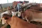 Sunnah Farm Berupaya Cegah Hewan Kurban Bebas PMK