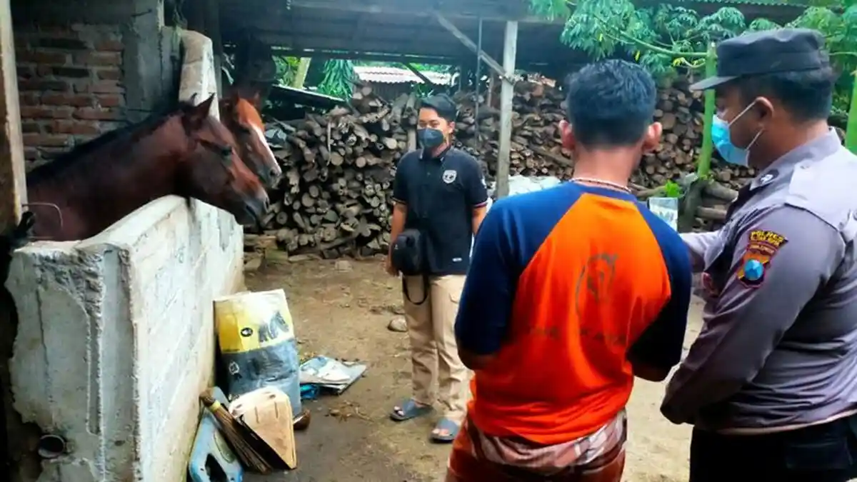 Saat Kuda Jantan Berontak lalu Kabur Karena Birahi Tinggi Ingin Kawin