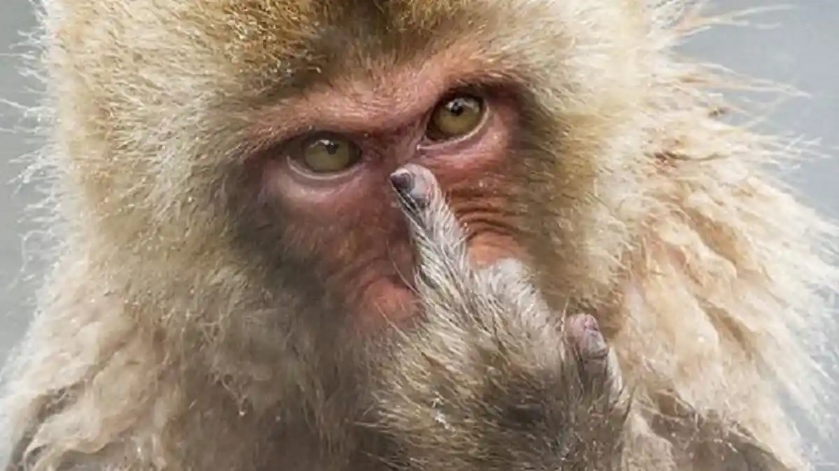 Monyet Liar Ancam Agenda Jambore Nasional