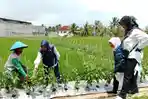 20251106-_-Pemanfaatan-Pematang-Sawah-untuk-Hortikultura-di-Wonosobo.jpg