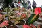 Aglonema Suksom Laris Manis di Aceh Besar