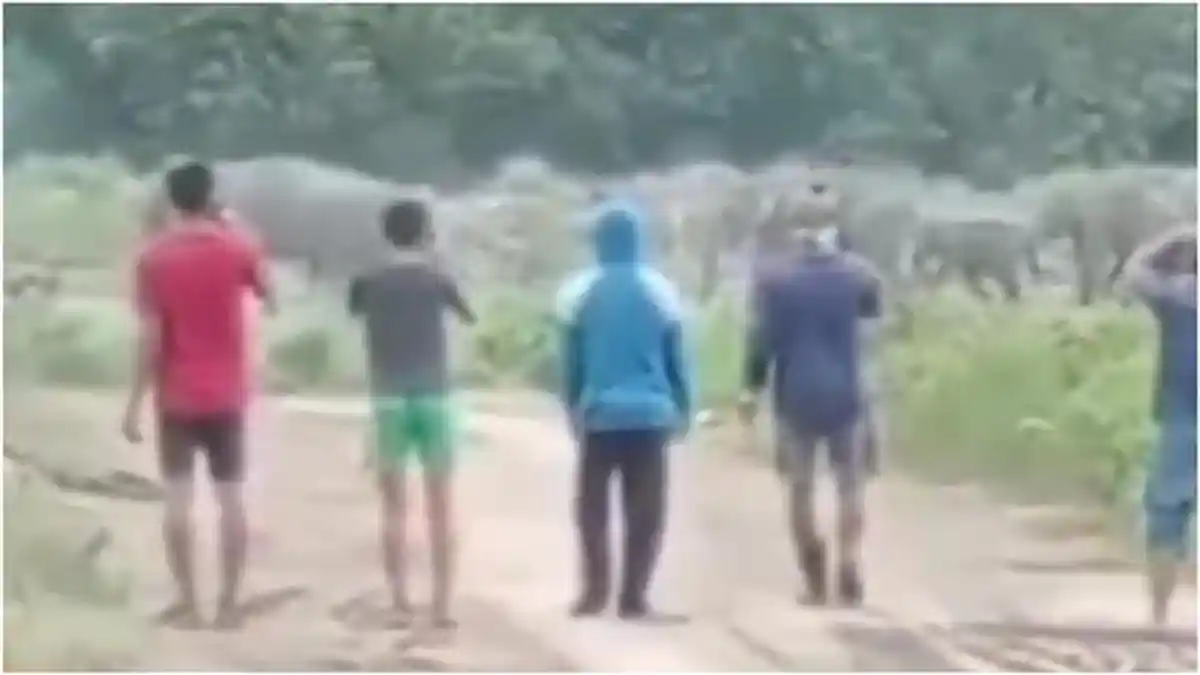 BREAKING NEWS: Kawanan Gajah Masuk Pemukiman Warga di Air Sugihan OKI, Rusak Sawah dan Kebun