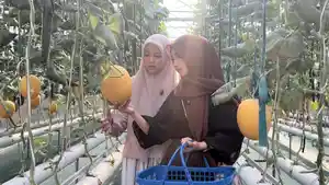 Pengunjung-Greenhouse-Tanjoeng-Farm-saat-memetik.jpg