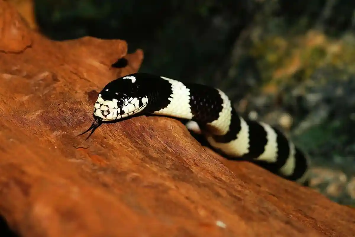 Atasi Gigitan Ular Berbisa Termasuk Ular Weling, Jangan Diikat! Gini Pertolongan Pertama yang Benar