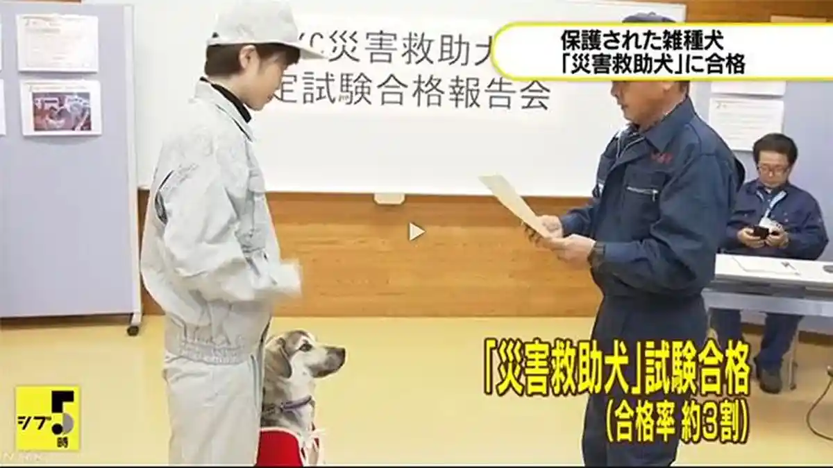 Fuga, Anjing Jantan Persilangan dari Jepang Lulus Sebagai Penyelamat Bencana