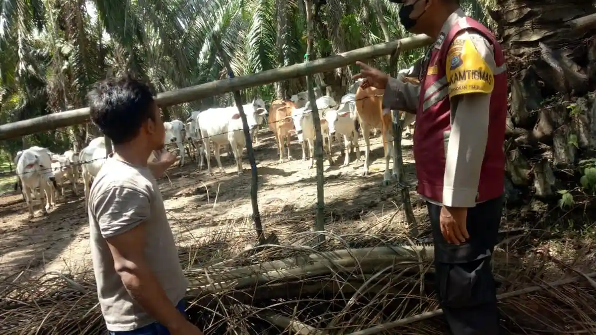 Sinergi TNI-Polri Tercipta di Halongonan Timur Paluta saat Pantau Hewan Ternak