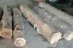 Polisi Hutan Tangkap 5 Orang Diduga Pelaku Pembalakan Liar Kayu Jati di Hutan Grintingan Jember