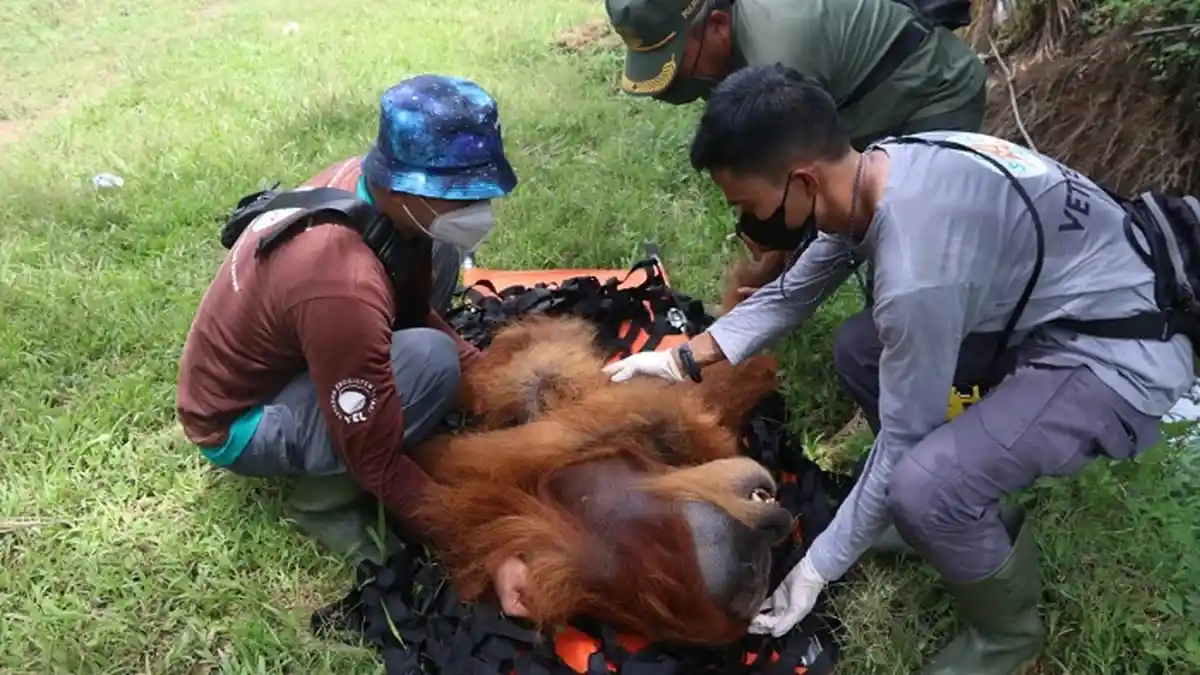 BKSDA Evakuasi Dua Orangutan di Nagan Raya, Ditemukan Bekas Tembakan Senapan Angin