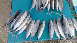 Ikan-Komu-Langgur.jpg