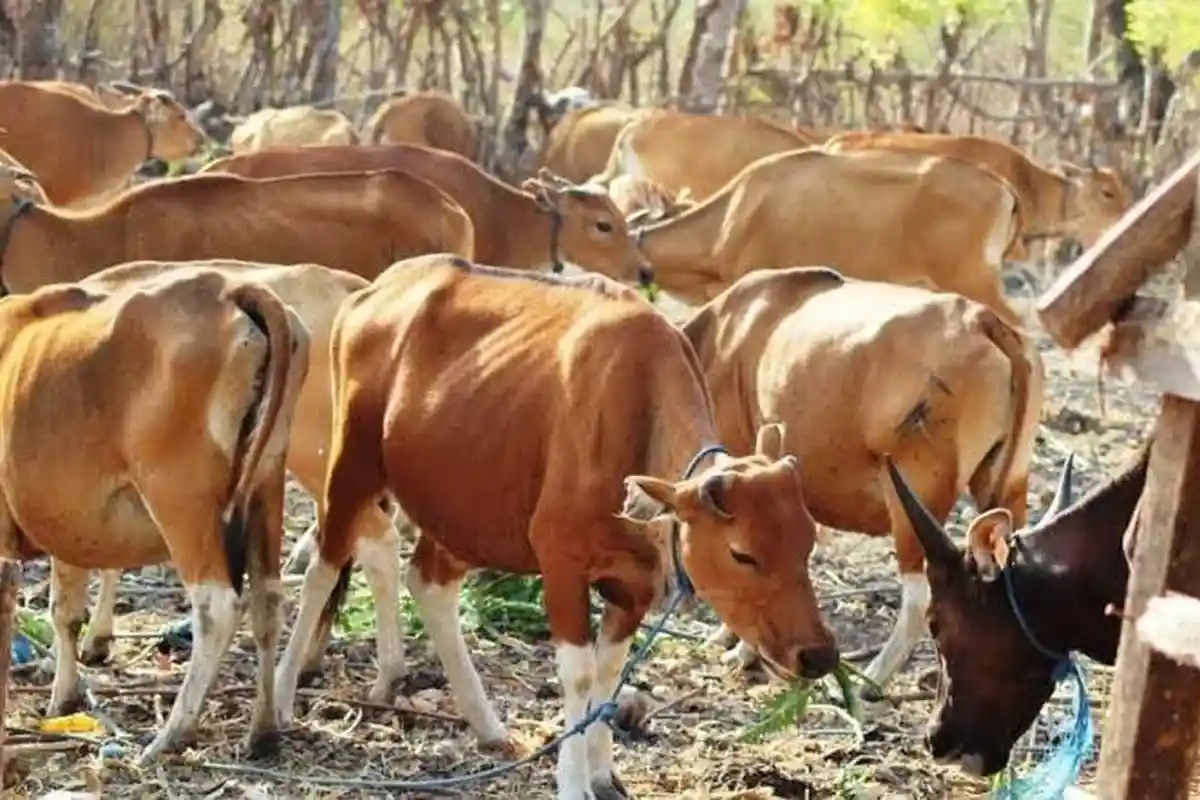 BREAKING NEWS: 736 Sapi Asal NTT Tertahan di Pelabuhan Tanjung Perak Surabaya