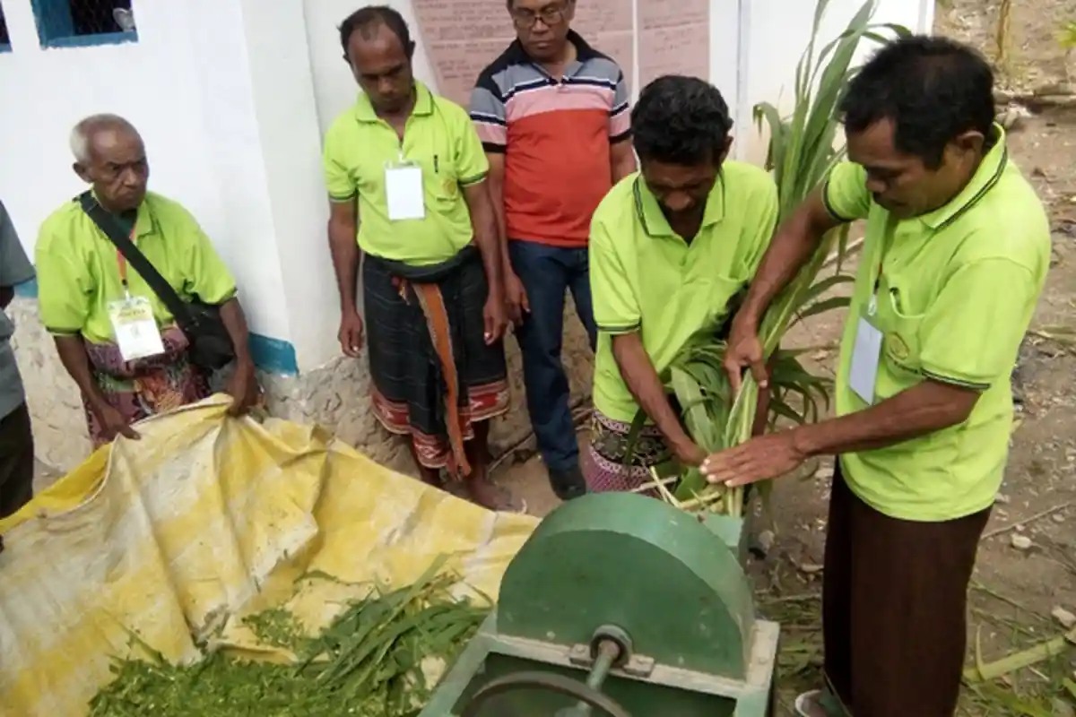 Peternak di Noebana Diajarkan Buat Pakan Silase dan Ransum untuk Ternak Sapi