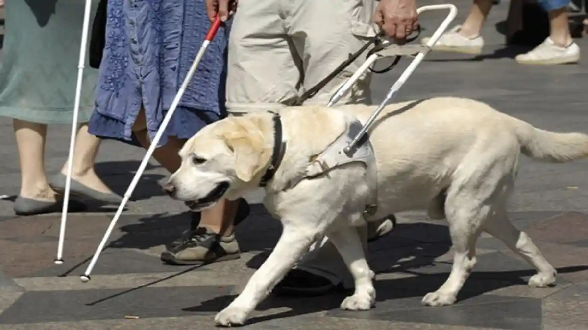 Tolak Anjing Pemandu Ikut Taksi Jepang, Perusahaan Kena Sanksi 2 Minggu