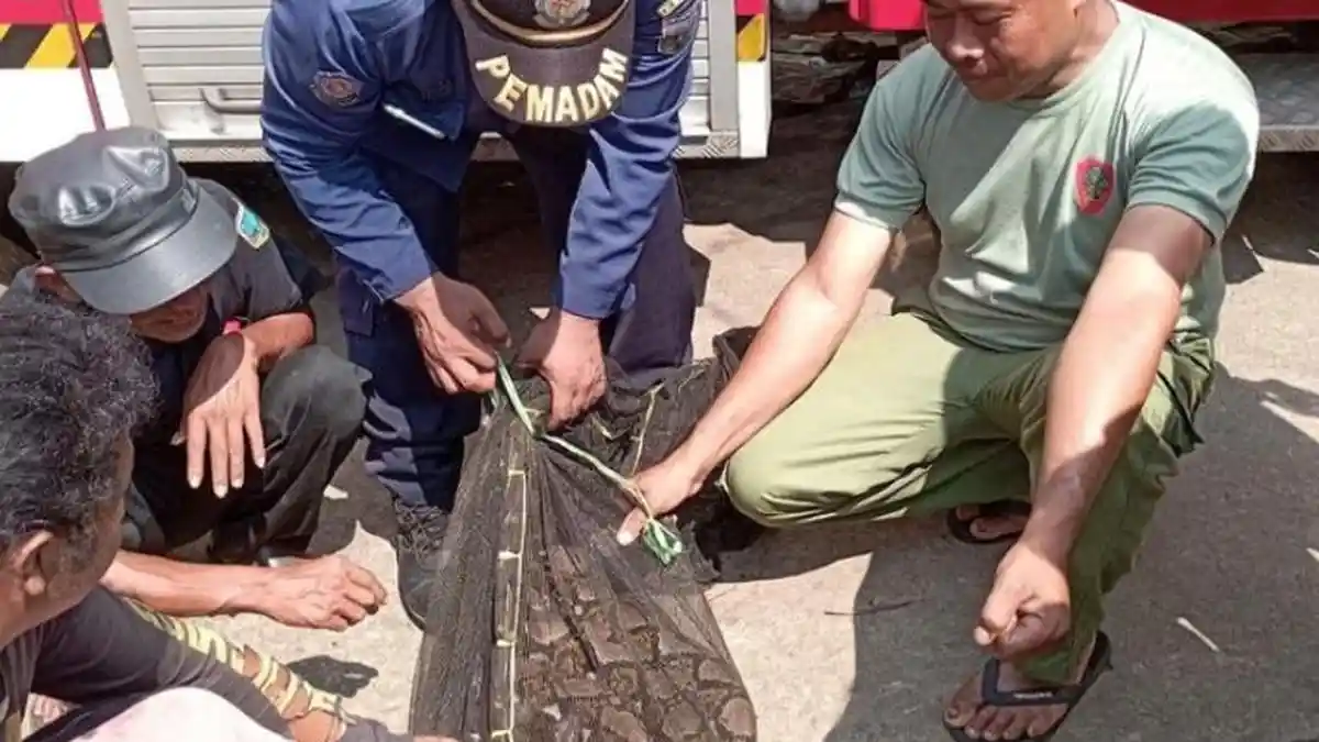 Warga Bergas Kab Semarang Heboh, Ular Piton 3,5 Meter di Pemukiman Warga