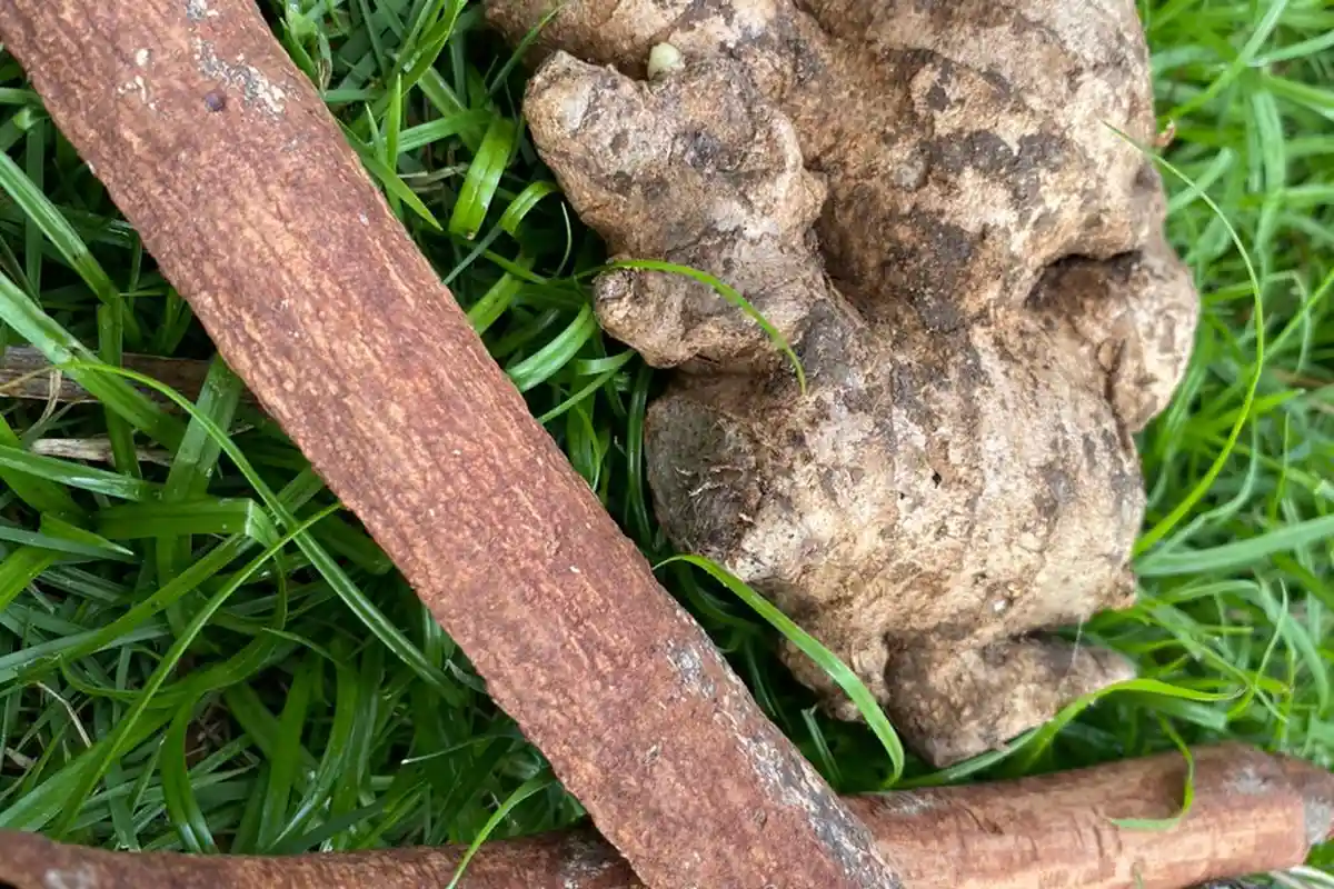 Daftar Khasiat Baik Minum Wedang Jahe Campur Kayu Manis