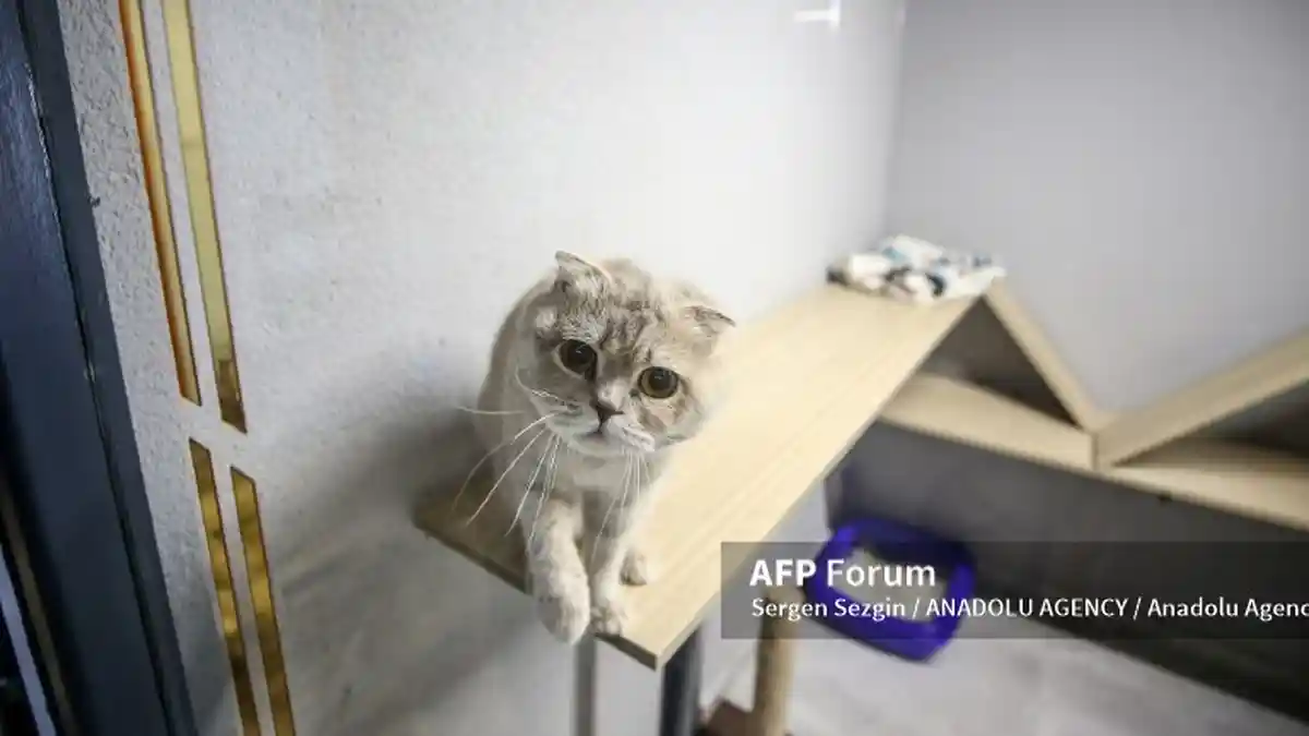 Penyebab Kucing Suka Nongkrong di Tempat Tinggi, Cari Mangsa hingga Kedamaian