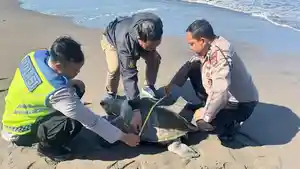 Penyu-Lekang-Ditemukan-Mati-di-Pesisir-Yehembang-Bali-Tak-Ada-Luka-Dikubur-di-Sekitar-Lokasi.jpg