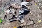 Kondisi-kambing-milik-warga-Kuta-Bak-Drien-Kecamatan-Tangan-Tangan-Kabupaten-Abdya.jpg